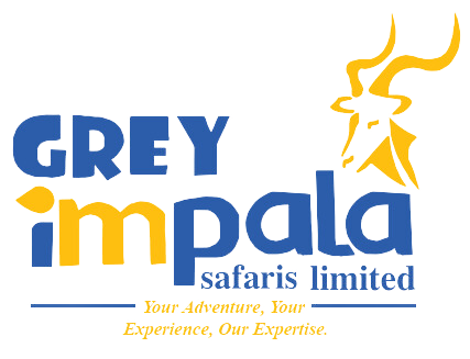 Grey Impala Safaris